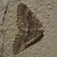 Colostygia multistrigaria