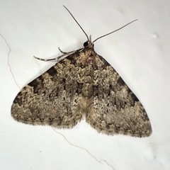 Nebula ibericata
