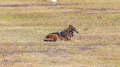 Canis latrans