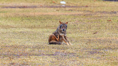 Canis latrans
