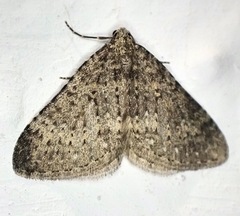 Colostygia multistrigaria