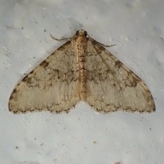 Nebula ibericata