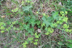 Alchemilla glabra