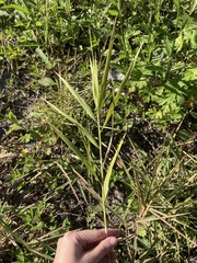 Phragmites australis berlandieri