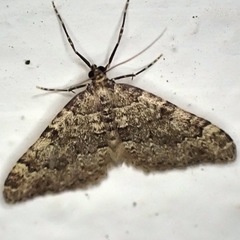 Nebula ibericata