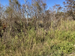 Phragmites australis berlandieri