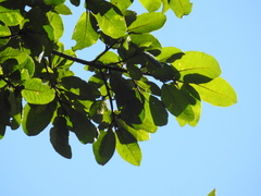 Ficus gomelleira