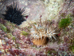Bunodosoma granuliferum
