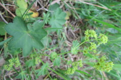 Alchemilla glabra