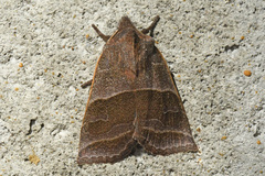 Eupsilia devia