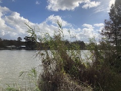 Phragmites australis berlandieri