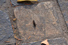 Nothopsyche ruficollis