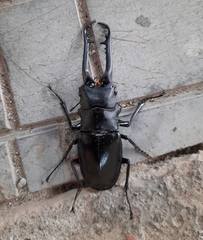 Prosopocoilus girafa nilgirensis