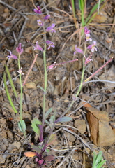 Streptanthus hispidus
