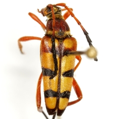 Typocerus balteatus diana