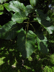 Ficus nymphaeifolia