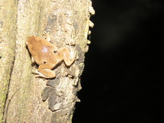 Hamptophryne boliviana