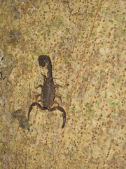 Tityus metuendus