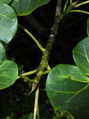 Ficus nymphaeifolia