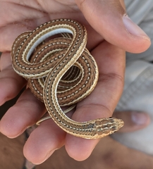 Psammophis leightoni