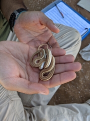 Psammophis leightoni