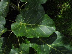Ficus nymphaeifolia