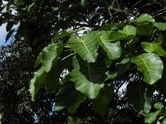 Ficus nymphaeifolia