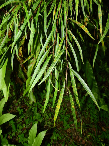 Ficus schumacheri