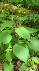Lamium orvala
