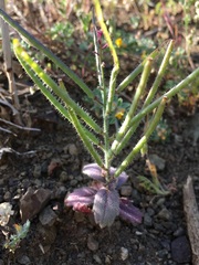 Streptanthus hispidus