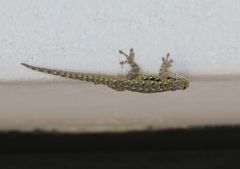 Lygodactylus angularis