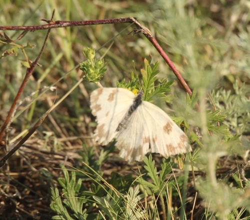 Eastern Bath White