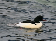 Mergus merganser