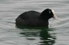 Fulica atra