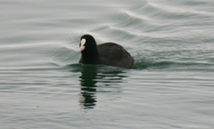 Fulica atra
