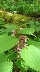 Lamium orvala