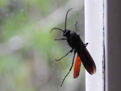 Elaphroptera scoliaeformis