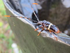 Trachyderes succinctus