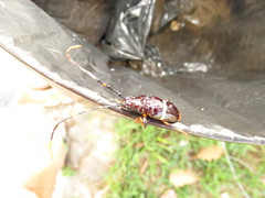 Trachyderes succinctus