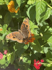 Junonia genoveva