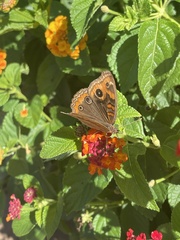 Junonia genoveva
