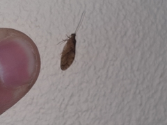 Nusalala uncata