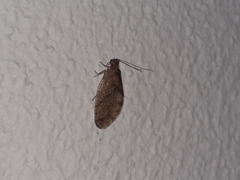 Nusalala uncata