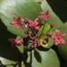 Ribes viburnifolium - Photo (c) James Bailey, algunos derechos reservados (CC BY-NC), uploaded by James Bailey