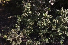 Ribes viburnifolium