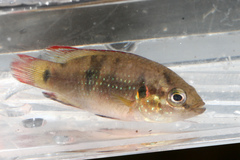Hemichromis