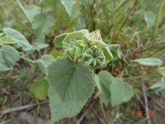 Abutilon berlandieri