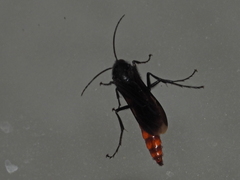 Elaphroptera scoliaeformis