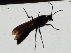 Elaphroptera scoliaeformis