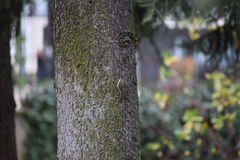 Certhia brachydactyla